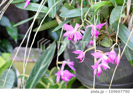 ランの花 レリアアンセㇷ゚ス ランの花 レリアアンセㇷ゚ス 109607790