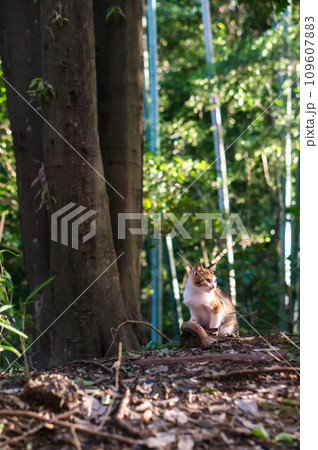 木漏れ日の降り注ぐ日本の森に暮らす可愛らしい子猫 木漏れ日の降り注ぐ日本の森に暮らす可愛らしい子猫 109607883