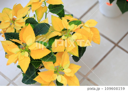 ポインセチアの花 109608159