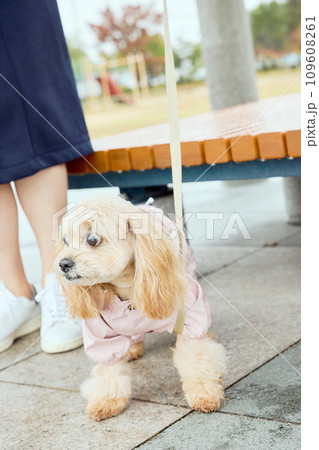 雨の中でカッパを着て散歩するトイプードル 109608261