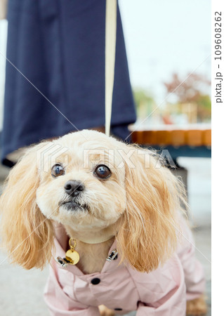 雨の中でカッパを着て散歩するトイプードル 雨の中でカッパを着て散歩するトイプードル 109608262