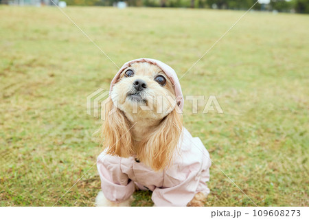 雨の中でカッパを着て散歩するトイプードル 109608273