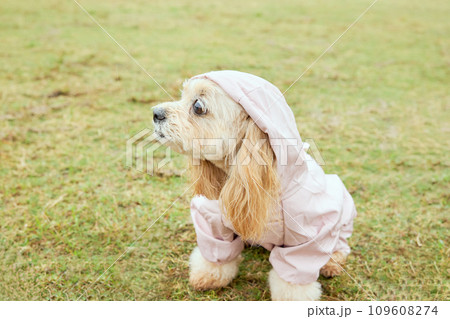 雨の中でカッパを着て散歩するトイプードル 109608274