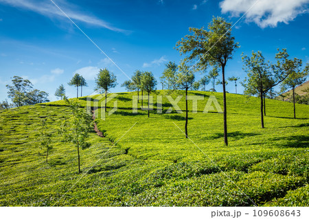 Tea plantations. Munnar, Kerala, India Tea plantations. Munnar, Kerala, India 109608643