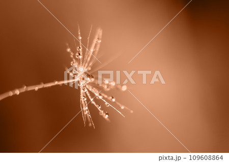 Macro view of dew drops on dandelion seed. Image toned in Peach Fuzz color of the year 2024. Macro view of dew drops on dandelion seed. Image toned in Peach Fuzz color of the year 2024. 109608864