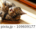 テヘペロする猫アメリカンショートヘアブラウンタビー 109609177