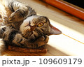 うーむ考え事する猫アメリカンショートヘアブラウンタビー 109609179