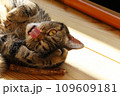 テヘペロする猫アメリカンショートヘアブラウンタビー 109609181