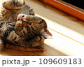 あざと可愛いポーズの猫アメリカンショートヘアブラウンタビー 109609183