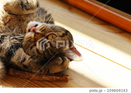 あざと可愛いポーズの猫アメリカンショートヘアブラウンタビー あざと可愛いポーズの猫アメリカンショートヘアブラウンタビー 109609183