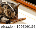 見えない。目隠しする猫アメリカンショートヘアブラウンタビー 109609184