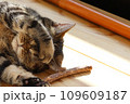 あちゃぁー。頭を押さえる猫アメリカンショートヘアブラウンタビー 109609187