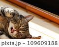 おばけだぞー。ポーズの猫アメリカンショートヘアブラウンタビー 109609188