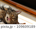 舌をペロンする猫アメリカンショートヘアブラウンタビー 109609189