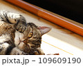 ほっぺを押さえてキュンポーズする猫アメリカンショートヘアブラウンタビー 109609190