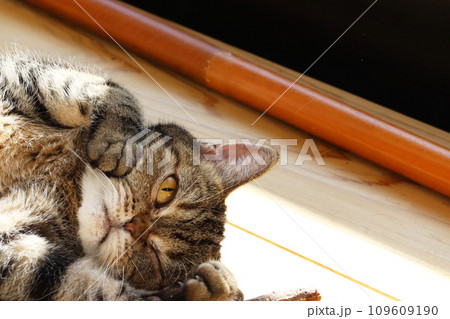 ほっぺを押さえてキュンポーズする猫アメリカンショートヘアブラウンタビー ほっぺを押さえてキュンポーズする猫アメリカンショートヘアブラウンタビー 109609190