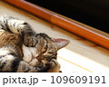 変顔ポーズの猫アメリカンショートヘアブラウンタビー 109609191