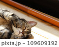 歯が痛い。もだえる猫アメリカンショートヘアブラウンタビー 109609192