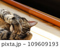 いないいないばあっ！顔を隠す猫アメリカンショートヘアブラウンタビー 109609193