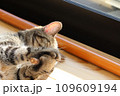 またたびを上手に握る猫アメリカンショートヘアブラウンタビー 109609194