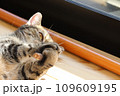 左手で小枝を握る猫アメリカンショートヘアブラウンタビー 109609195