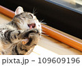 また旅の小枝をなめる猫アメリカンショートヘアブラウンタビー 109609196