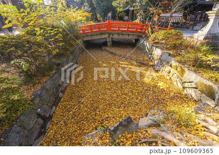 秋の京都　今宮神社　新橋に大銀杏の落葉でできた黄色い川が流れる 109609365