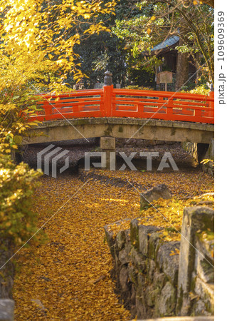 秋の京都 今宮神社 新橋に大銀杏の落葉でできた黄色い川が流れる 秋の京都 今宮神社 新橋に大銀杏の落葉でできた黄色い川が流れる 109609369