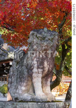 秋の京都　今宮神社　紅葉と狛犬 109609375