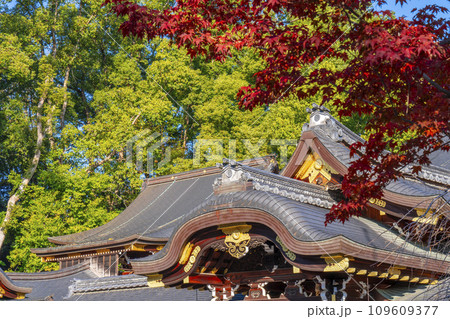 秋の京都　紅葉に包まれた今宮神社の本殿 109609377