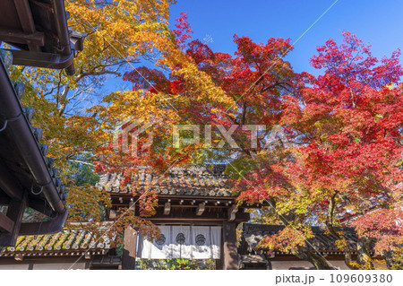 秋の京都 紅葉に包まれた今宮神社の東門 秋の京都 紅葉に包まれた今宮神社の東門 109609380
