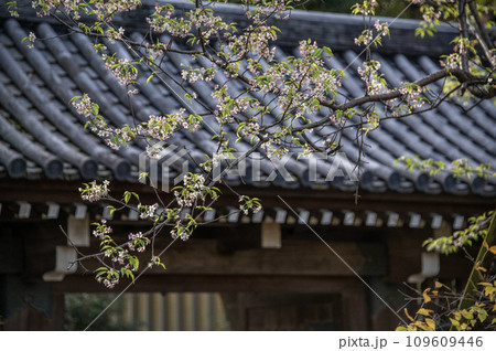 戸越公園　正門　ヒマラヤザクラ　東京都品川区 109609446