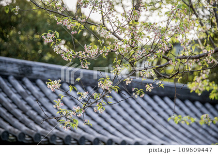 戸越公園 正門 ヒマラヤザクラ 東京都品川区 戸越公園 正門 ヒマラヤザクラ 東京都品川区 109609447