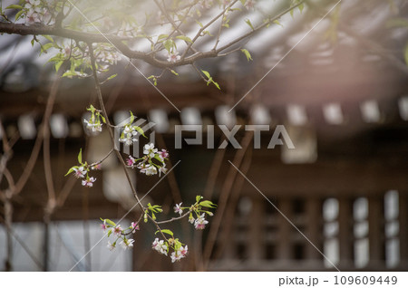 戸越公園　正門　ヒマラヤザクラ　東京都品川区 109609449
