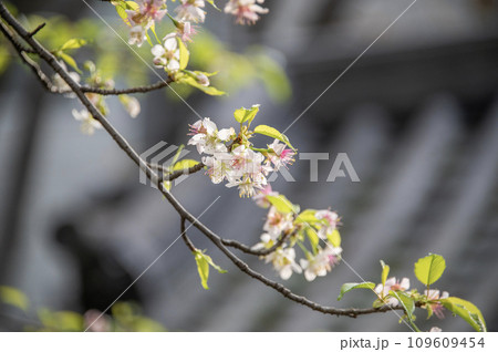 戸越公園　正門　ヒマラヤザクラ　東京都品川区 109609454