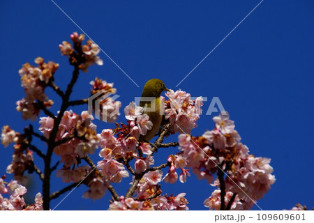 寒桜とメジロ 寒桜とメジロ 109609601