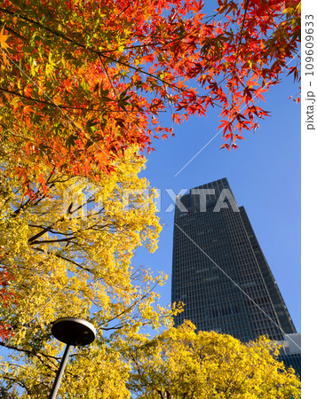 東京ミッドタウンタワーとミッドタウンガーデンの紅葉　東京都 109609633