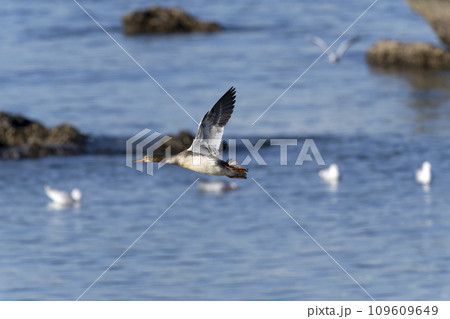 ウミアイサ ウミアイサ 109609649