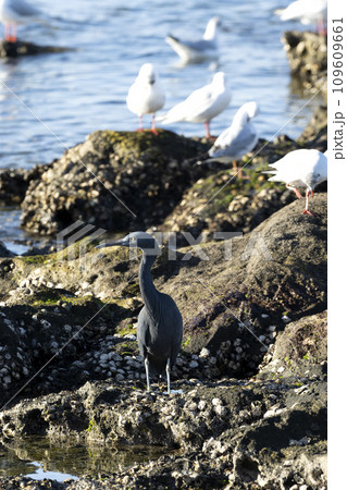 クロサギ 109609661