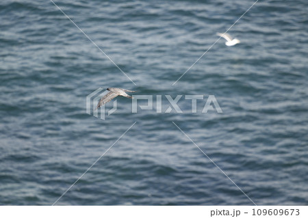 ハヤブサ 109609673