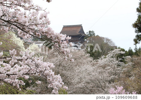 吉野千本桜と金峯山寺 109609688