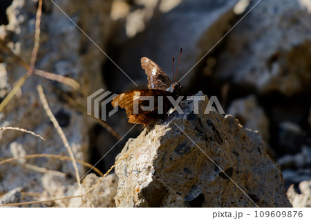 翅を広げ静止するタテハチョウ科ルリタテハ 109609876