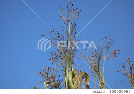 青空をバックにホウキモロコシの穂が出ている風景 青空をバックにホウキモロコシの穂が出ている風景 109609969