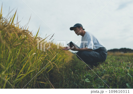rice farming rice farming 109610311