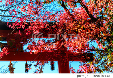 京都、宇治上神社の鳥居 109610438