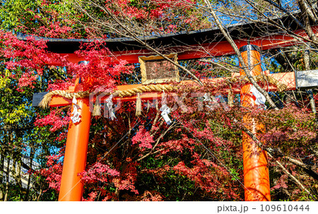 京都、宇治上神社の鳥居 109610444