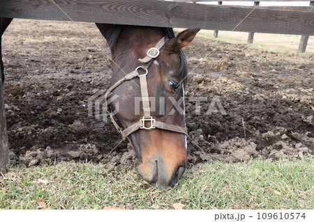 草を食べるサラブレッド 109610574