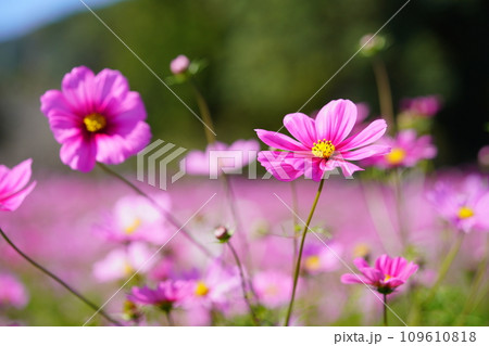 黒背景のコスモス畑（恭仁京） 109610818