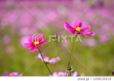可愛いコスモス(恭仁京) 可愛いコスモス(恭仁京) 109610819