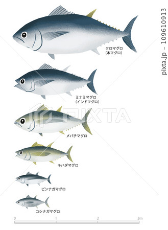 マグロの種類と大きさ 109610913
